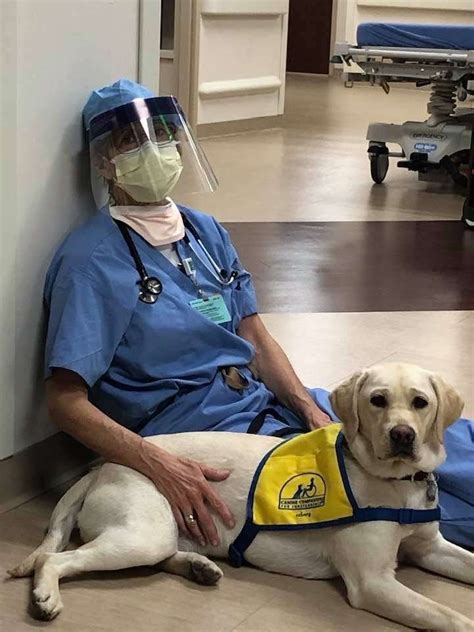 Comfort dogs brought to Rose Medical Center to help medical staff